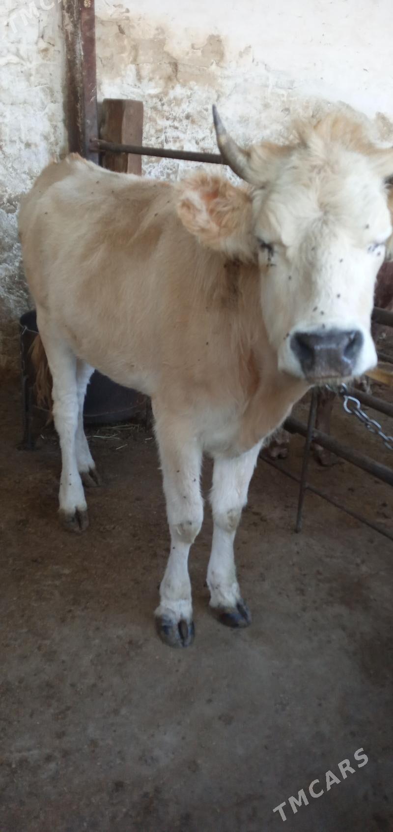 Tüwe - Гызыларбат - img 2