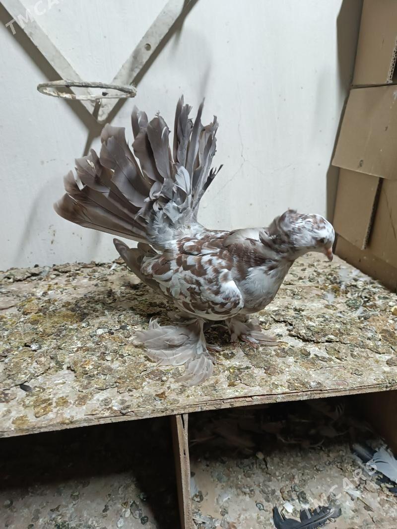 Kepderi - Мары - img 2