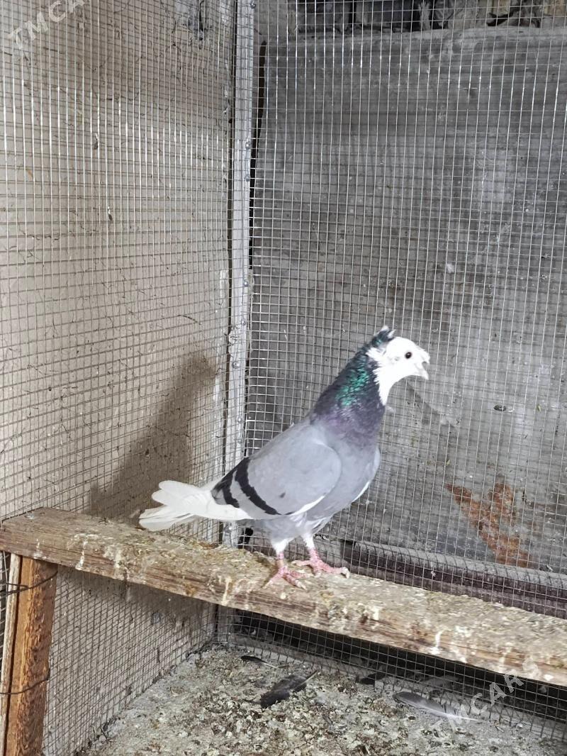 kepderi - Hitrowka - img 3