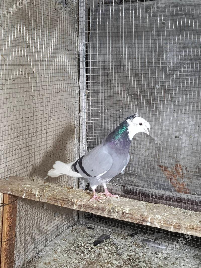 kepderi - Hitrowka - img 2