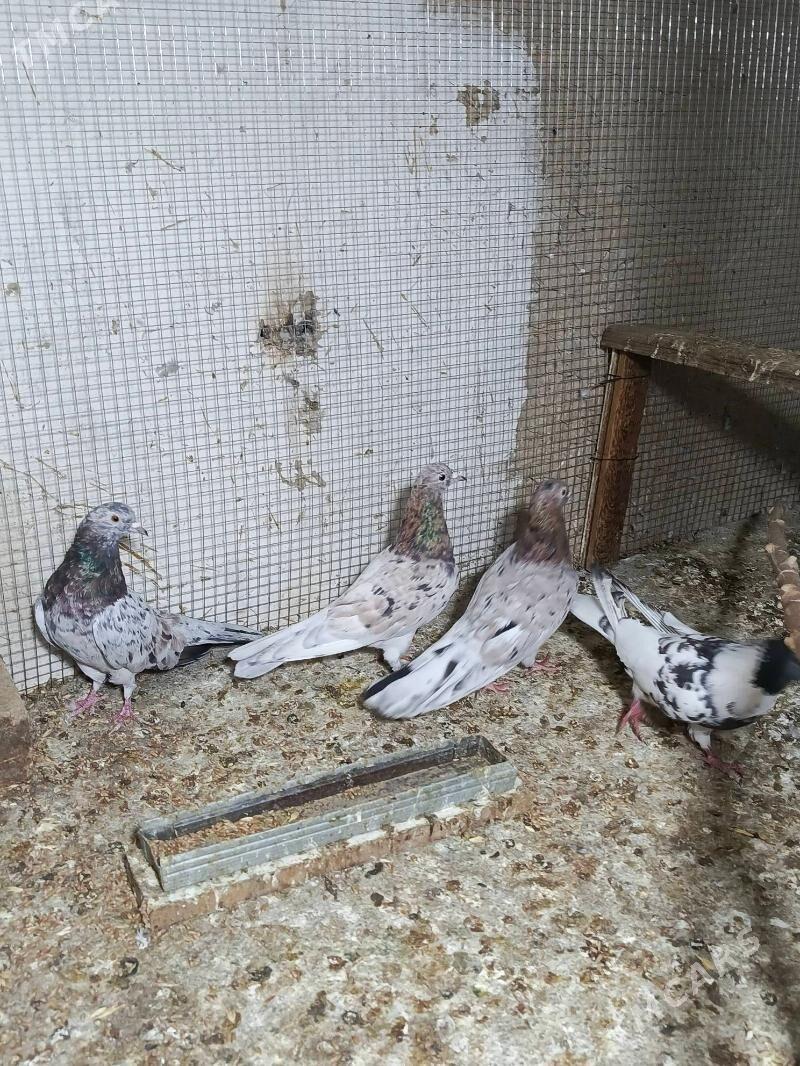 kepderi - Хитровка - img 2