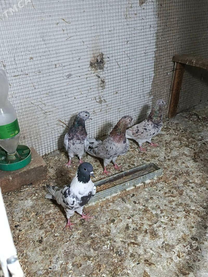 kepderi - Хитровка - img 3