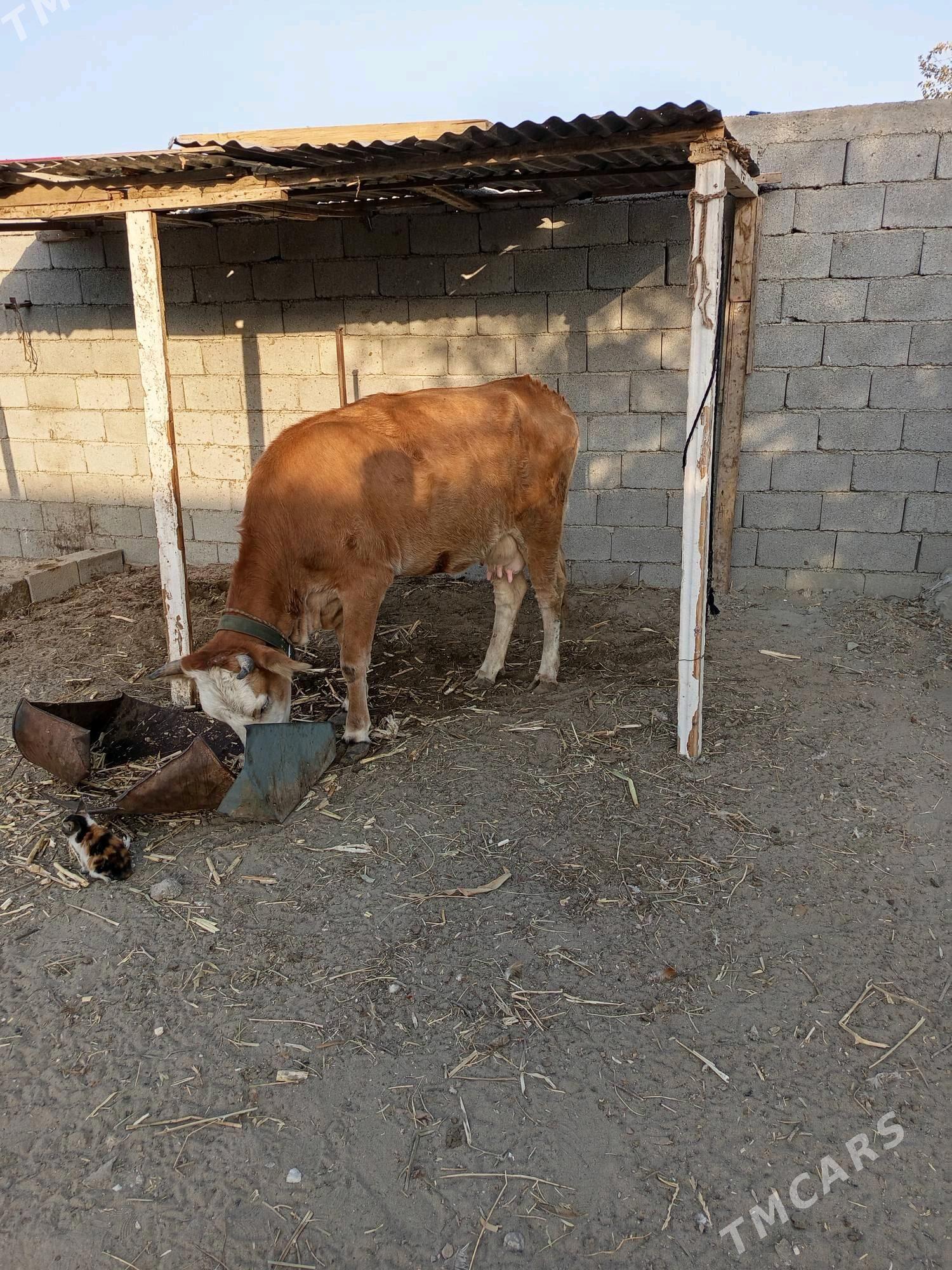 TOHUM SYGYR - Büzmeýin - img 3