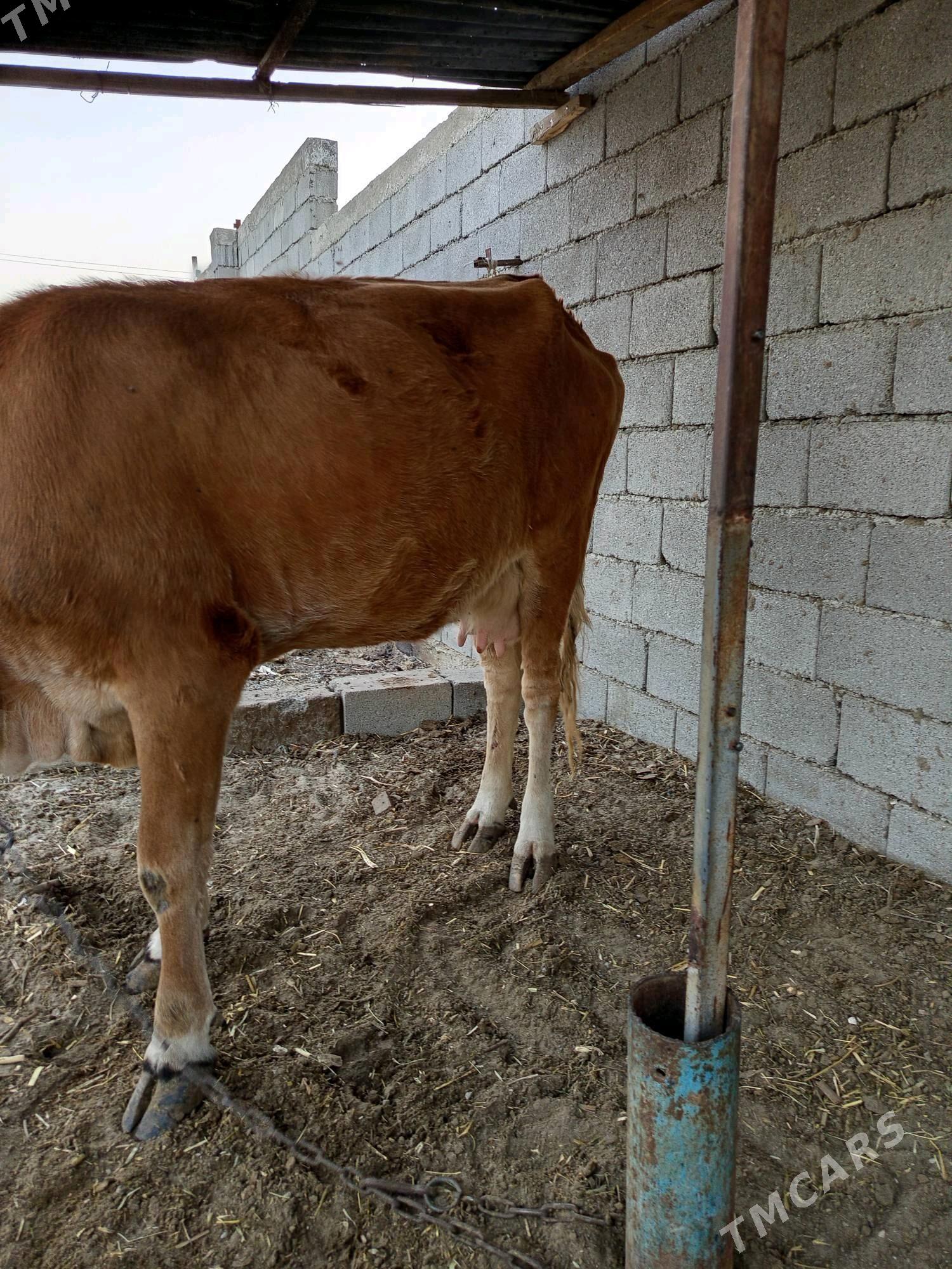 TOHUM SYGYR - Büzmeýin - img 4