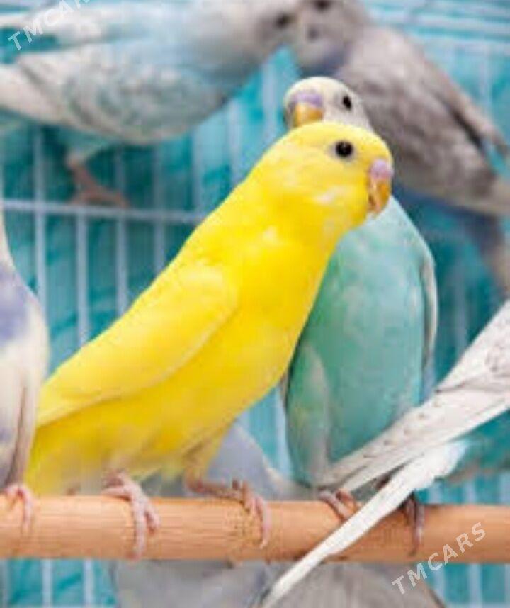 popugay gus popugay - Aşgabat - img 4