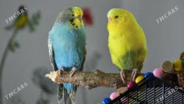 popugay gus popugay - Aşgabat - img 3