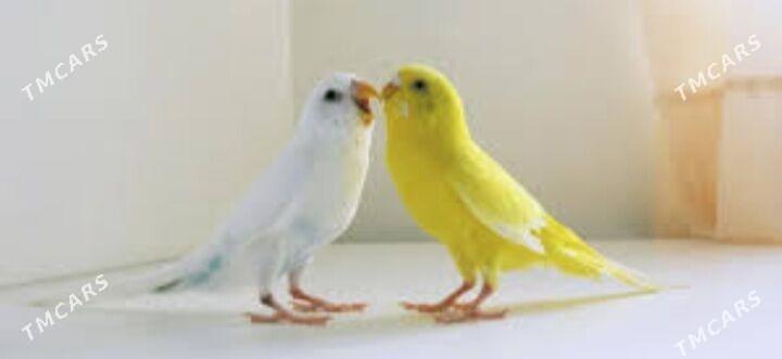 popugay gus popugay - Aşgabat - img 2