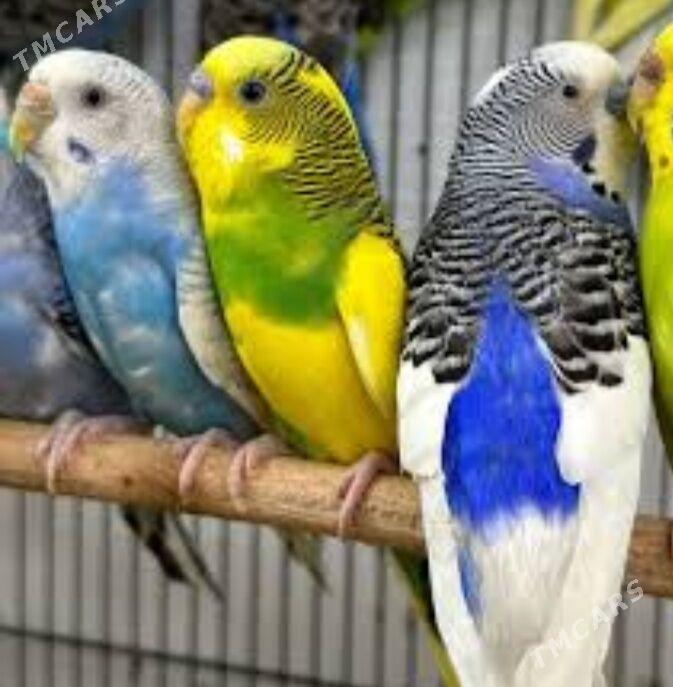 popugay gus popugay - Aşgabat - img 6