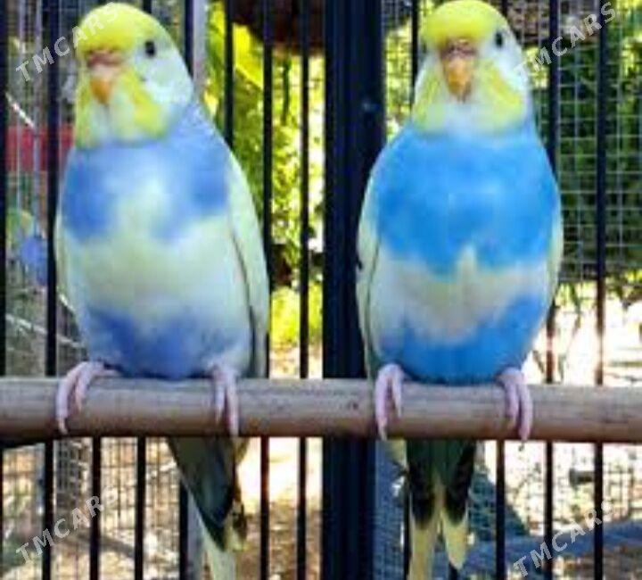 popugay gus popugay - Aşgabat - img 5