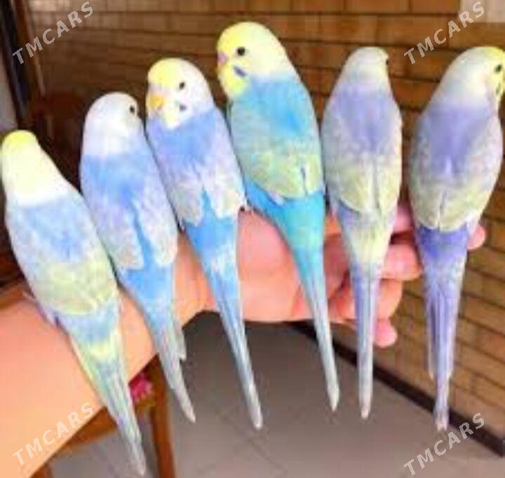 popugay setka - Aşgabat - img 6