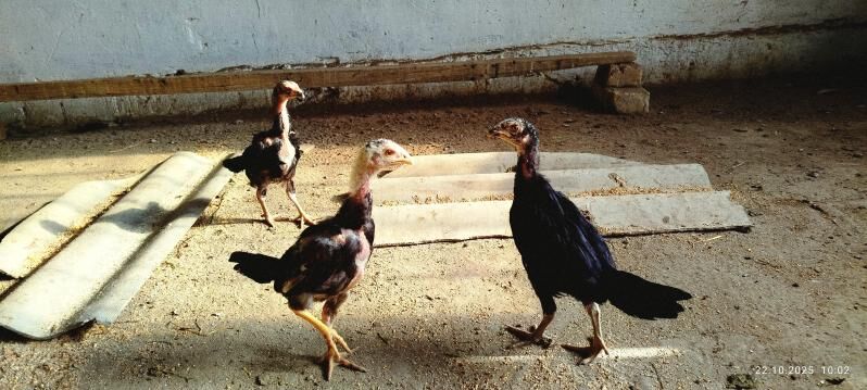 Taskent juyjeler - Ашхабад - img 4