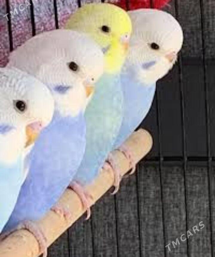 popugay setka - Aşgabat - img 5