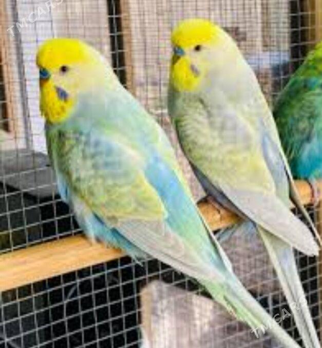 popugay setka - Aşgabat - img 2