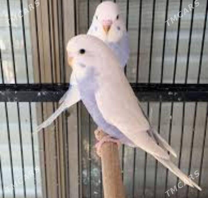 popugay setka - Aşgabat - img 4