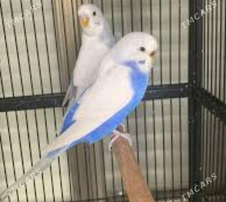 popugay setka - Aşgabat - img 3