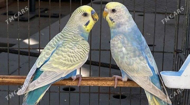 popugay volnisdy - Aşgabat - img 4