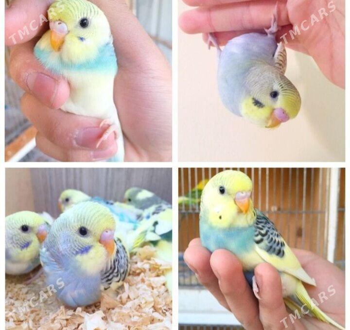 popugay volnisdy - Aşgabat - img 7