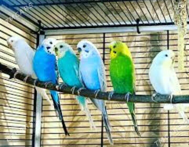 popugay volnisdy - Aşgabat - img 3