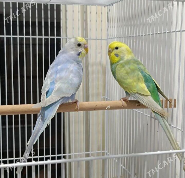 popugay volnisdy - Aşgabat - img 6