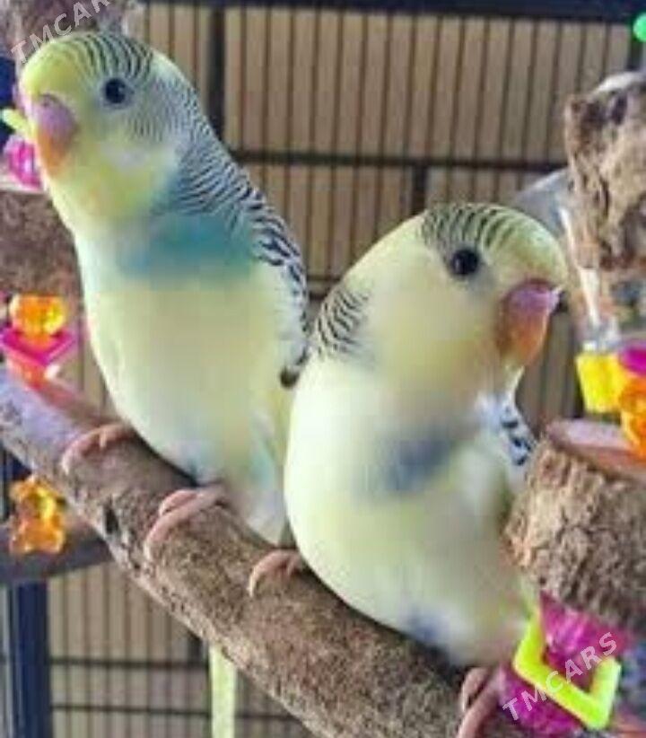 popugay volnisdy - Aşgabat - img 1