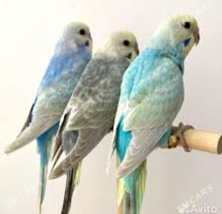 popugay volnisdy - Aşgabat - img 5