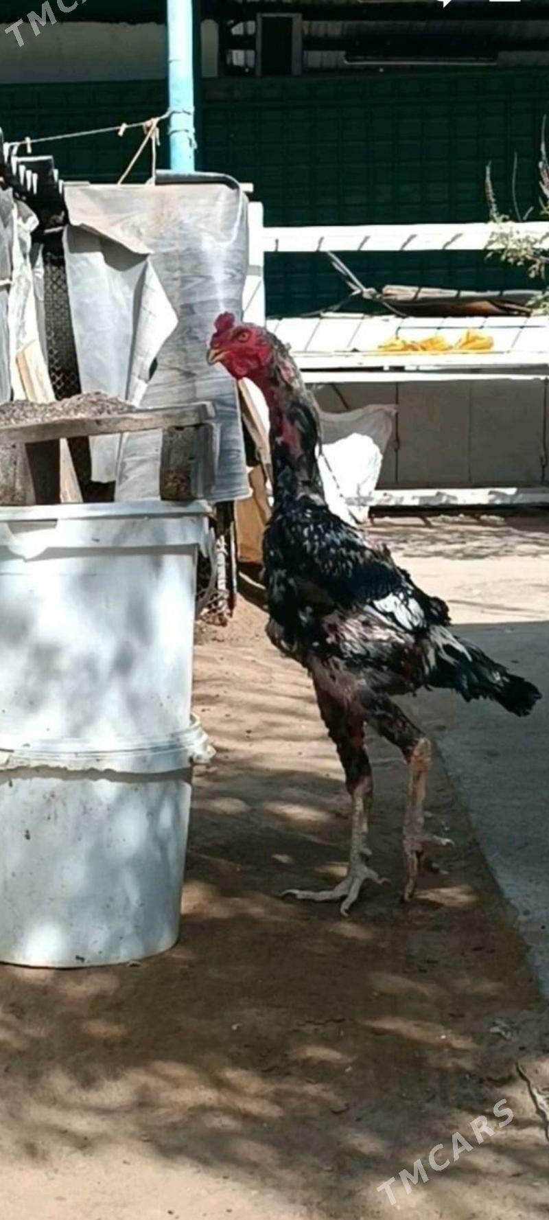 taskent tasgent towuk yumurt - Aşgabat - img 5