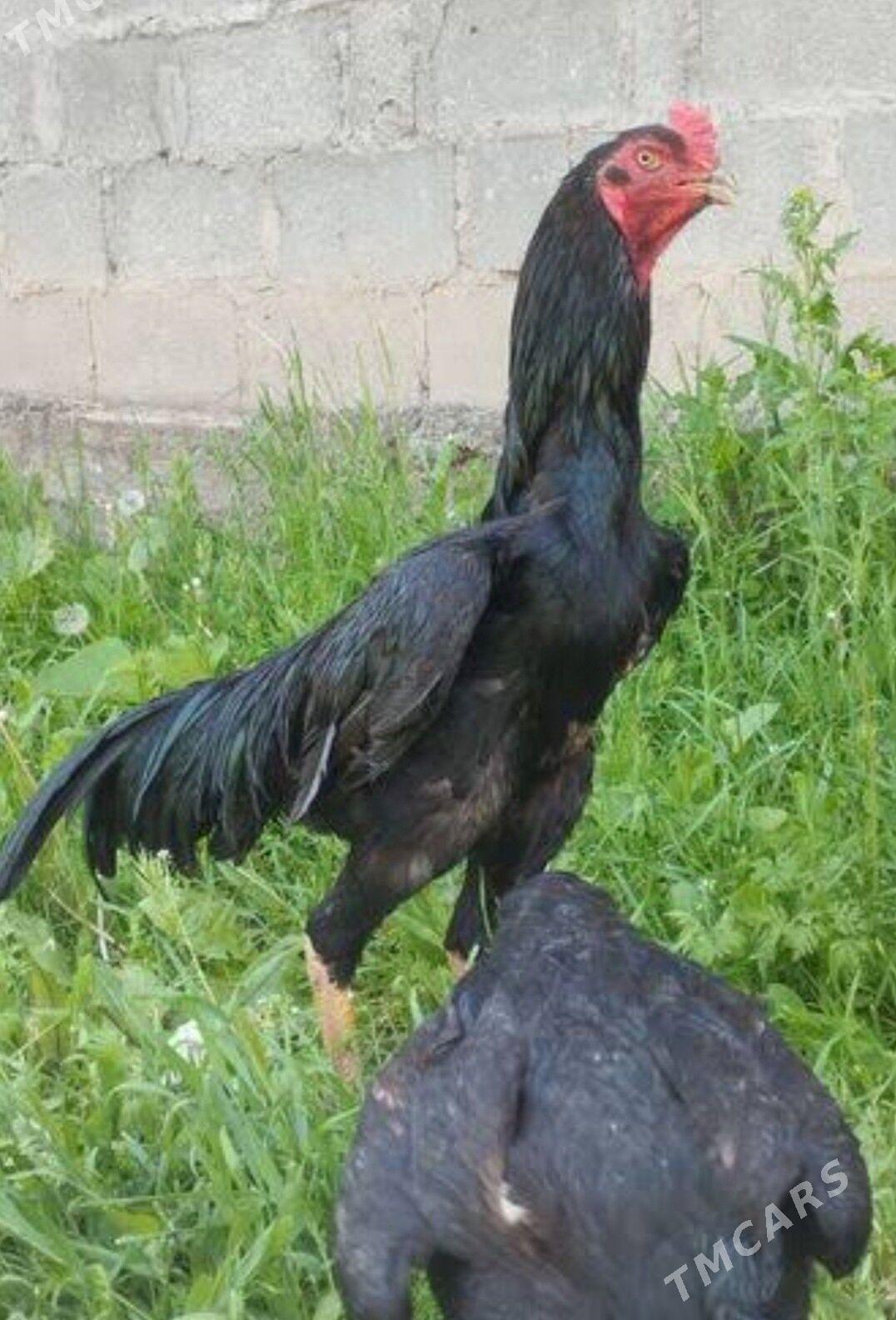 taskent tasgent towuk yumurt - Ашхабад - img 1