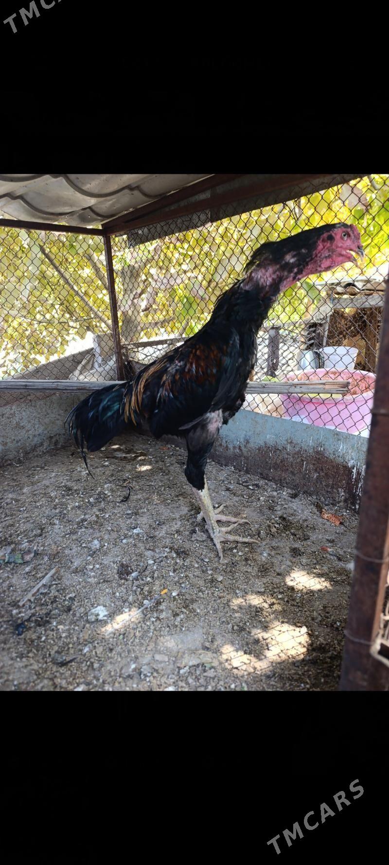 taskent tasgent towuk yumurt - Aşgabat - img 4