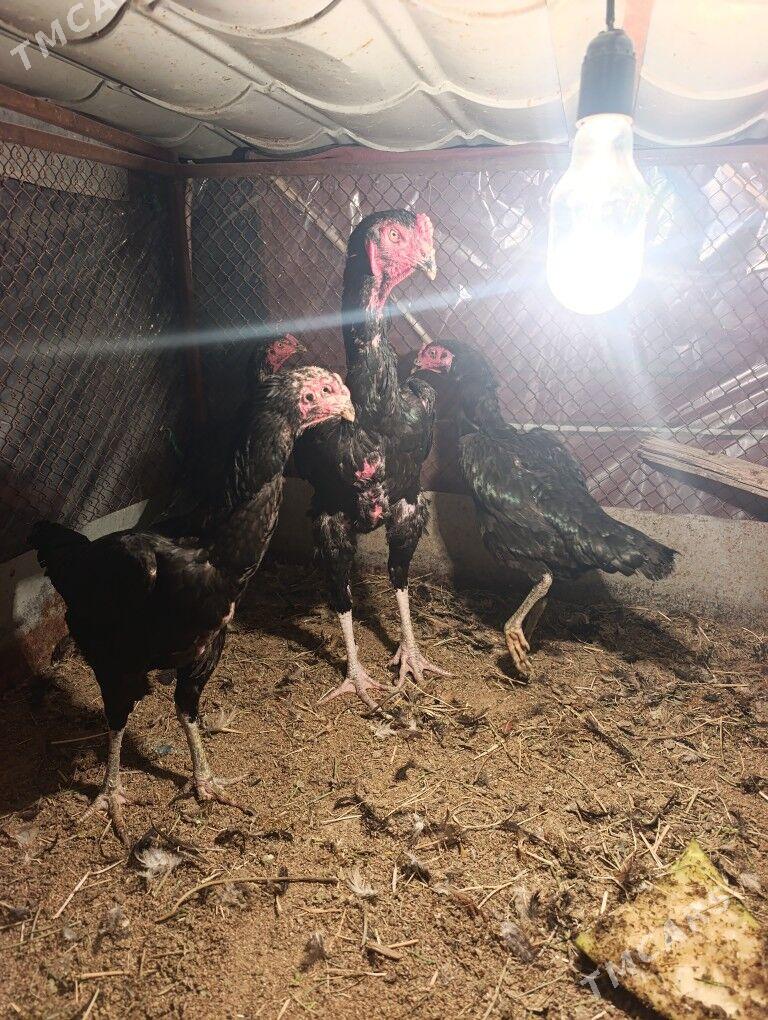 taskent tasgent towuk yumurt - Aşgabat - img 9