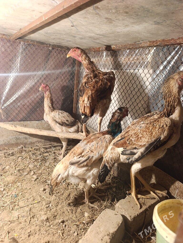 taskent tasgent towuk yumurt - Aşgabat - img 7