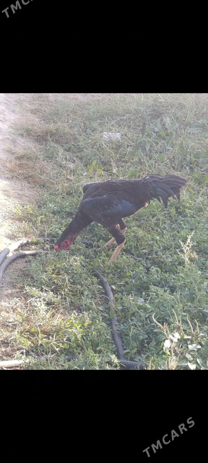 taskent tasgent towuk yumurt - Aşgabat - img 3