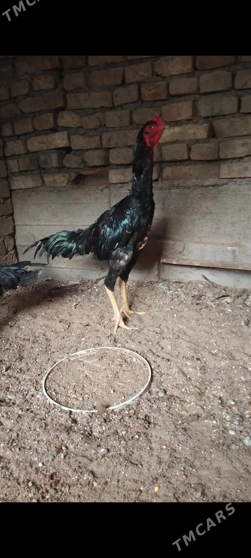 taskent tasgent towuk yumurt - Aşgabat - img 2