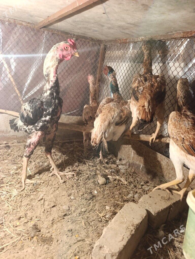 taskent tasgent towuk yumurt - Aşgabat - img 6