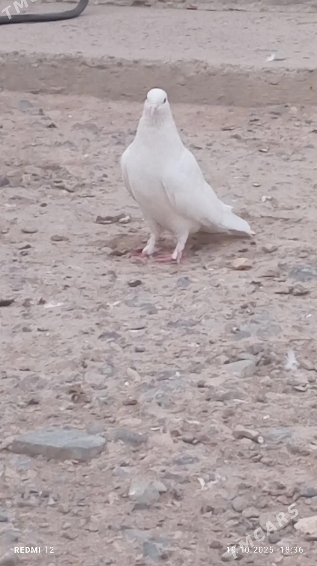 Gus - Gyzylarbat - img 1