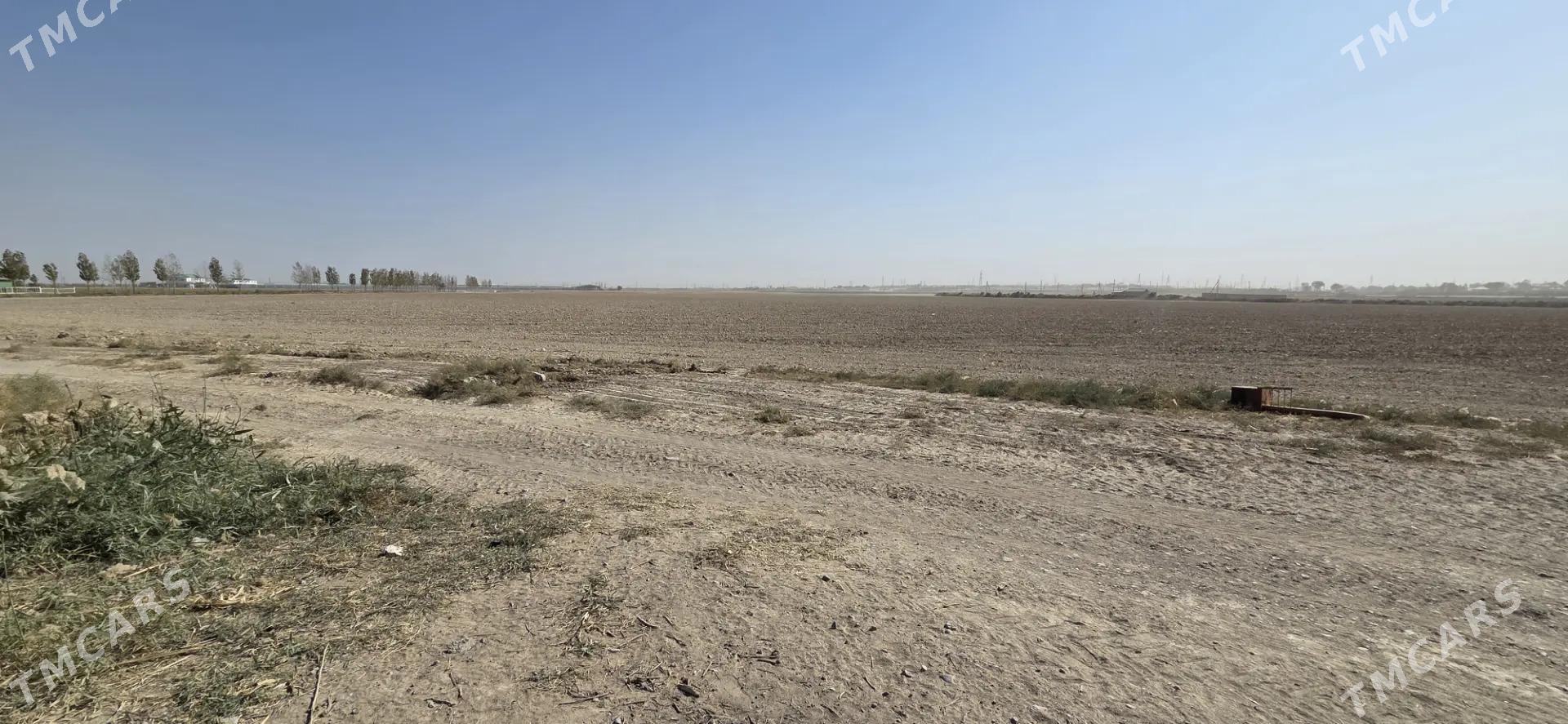 Ekin yer - Ak bugdaý etraby - img 8