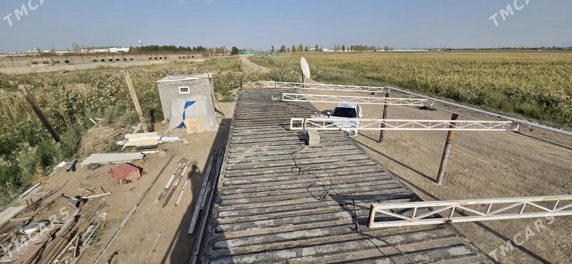 Ekin yer - Ak bugdaý etraby - img 3