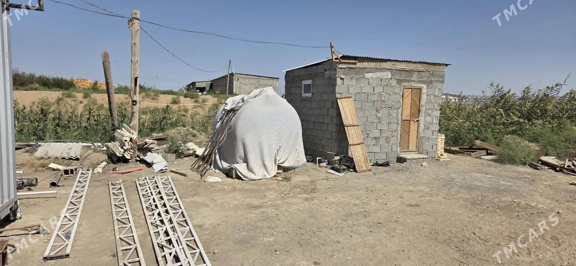 Ekin yer - Ak bugdaý etraby - img 2