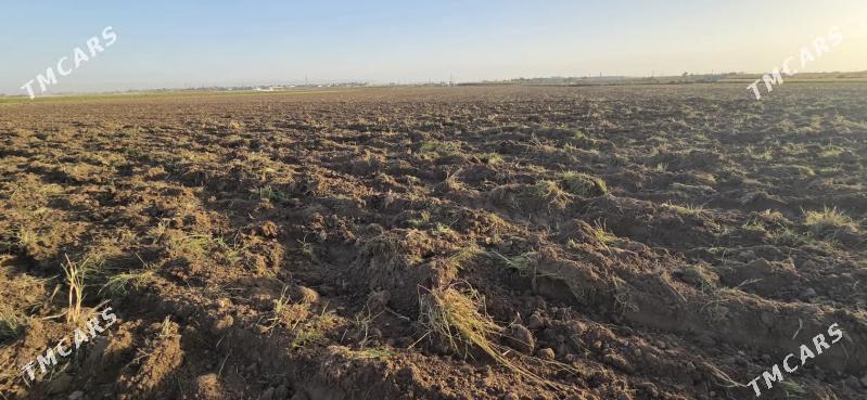 Ekin yer - Ak bugdaý etraby - img 6