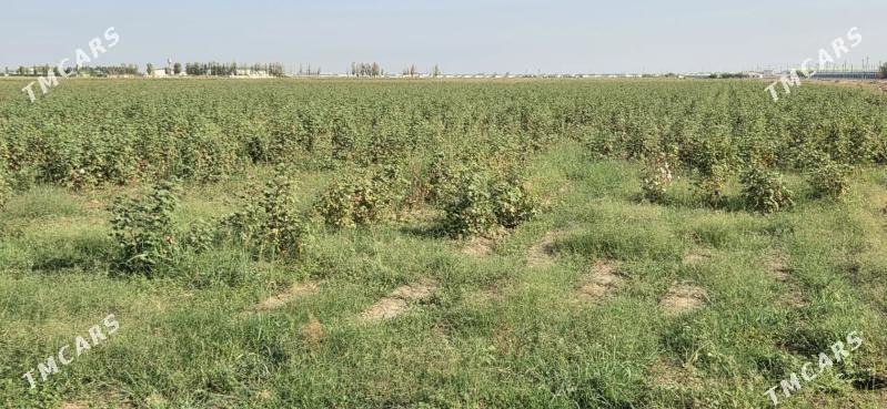 Ekin yer - Ak bugdaý etraby - img 5