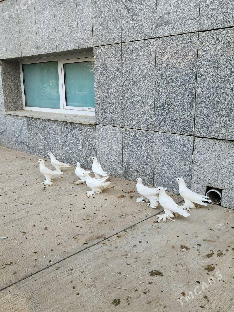 Kepderi - Köşi - img 2