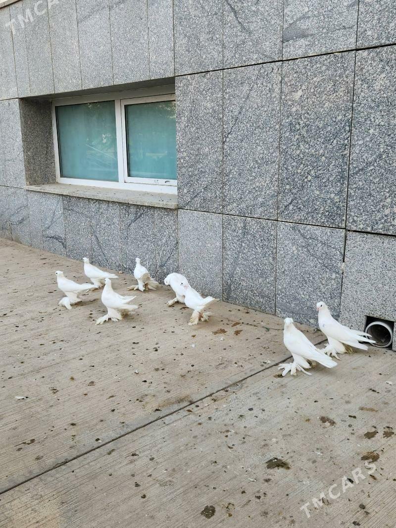 Kepderi - Köşi - img 1