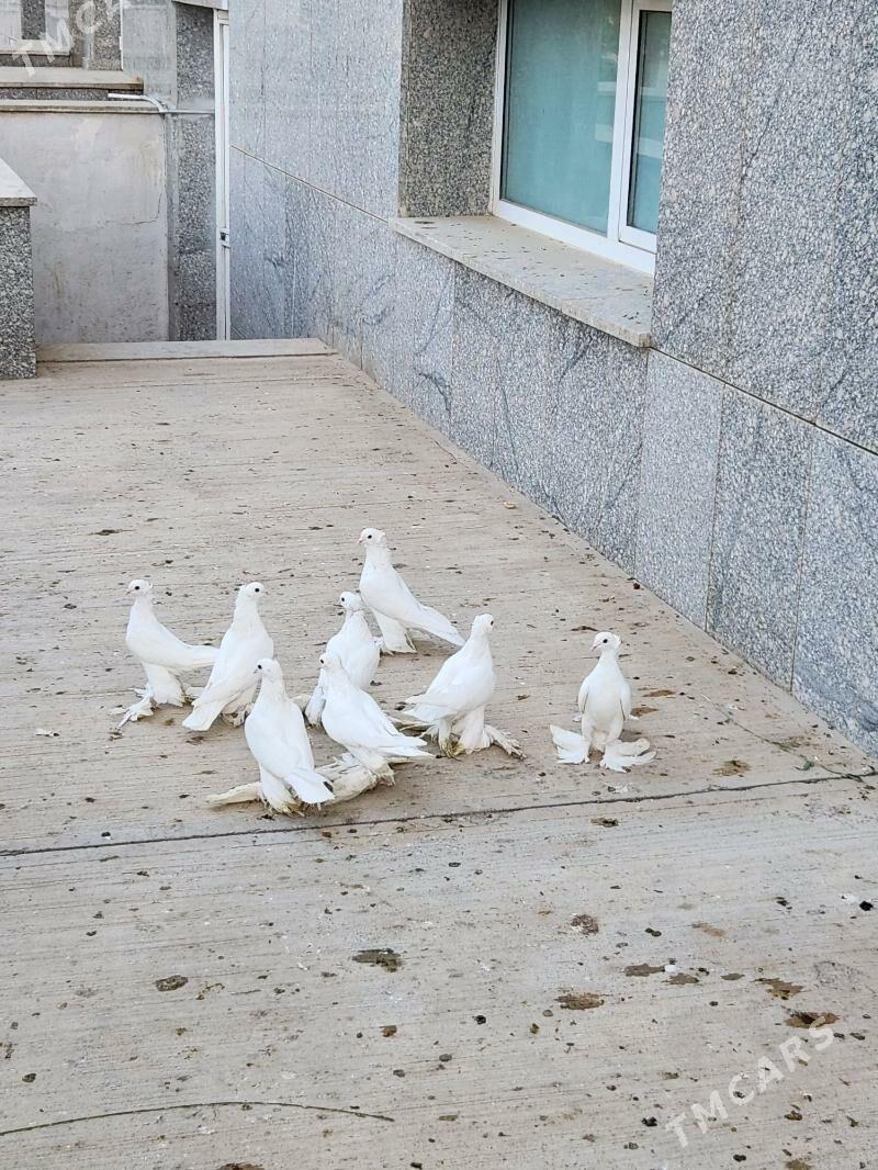 Kepderi - Köşi - img 3