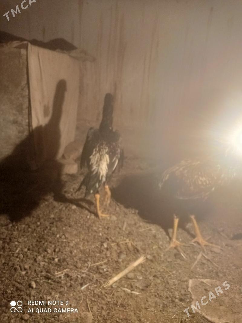 juje - Çärjew - img 3