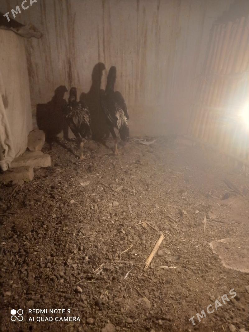 juje - Çärjew - img 1