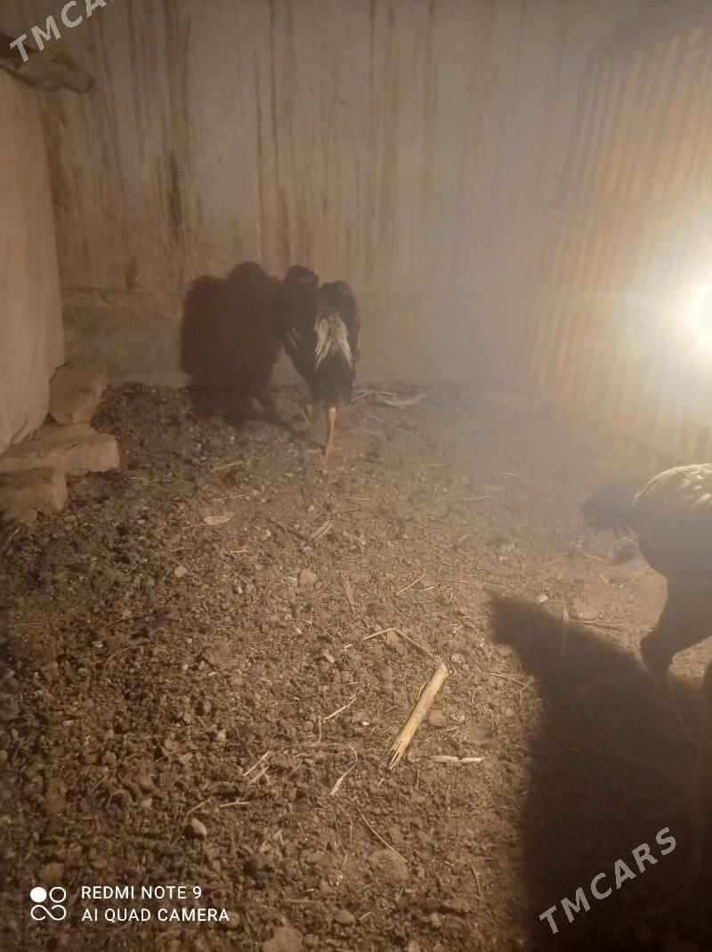 juje - Çärjew - img 2