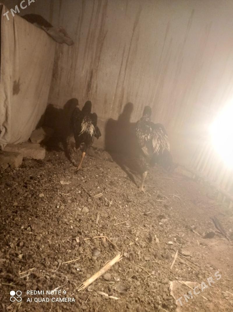 juje - Çärjew - img 4