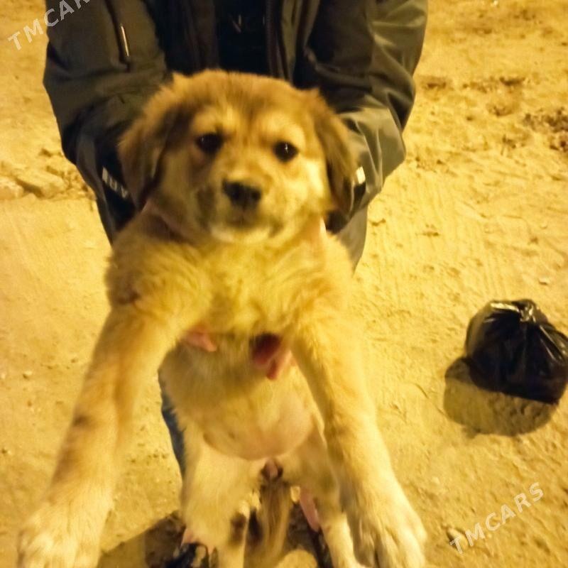 собака - Mary - img 4