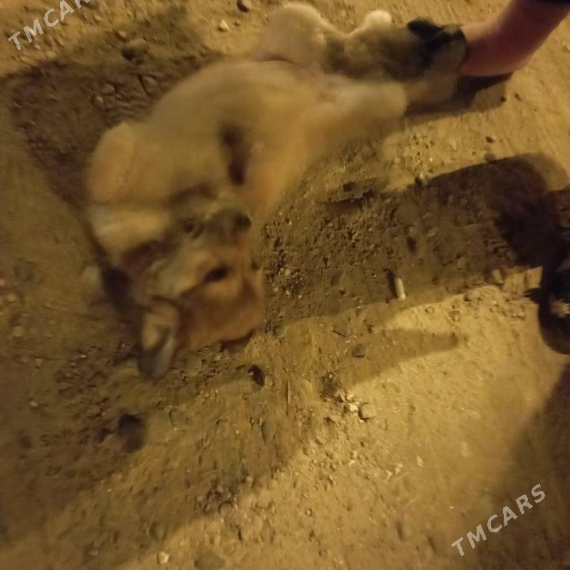собака - Mary - img 2