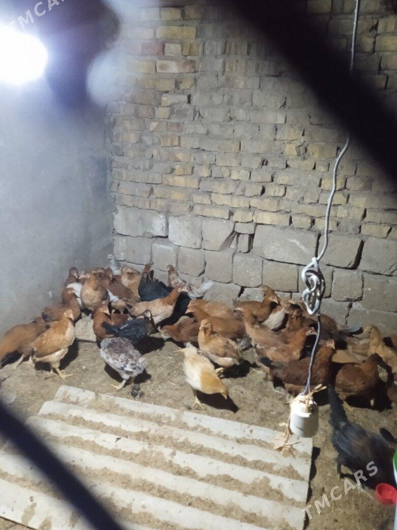 towuk - Тагтабазар - img 1