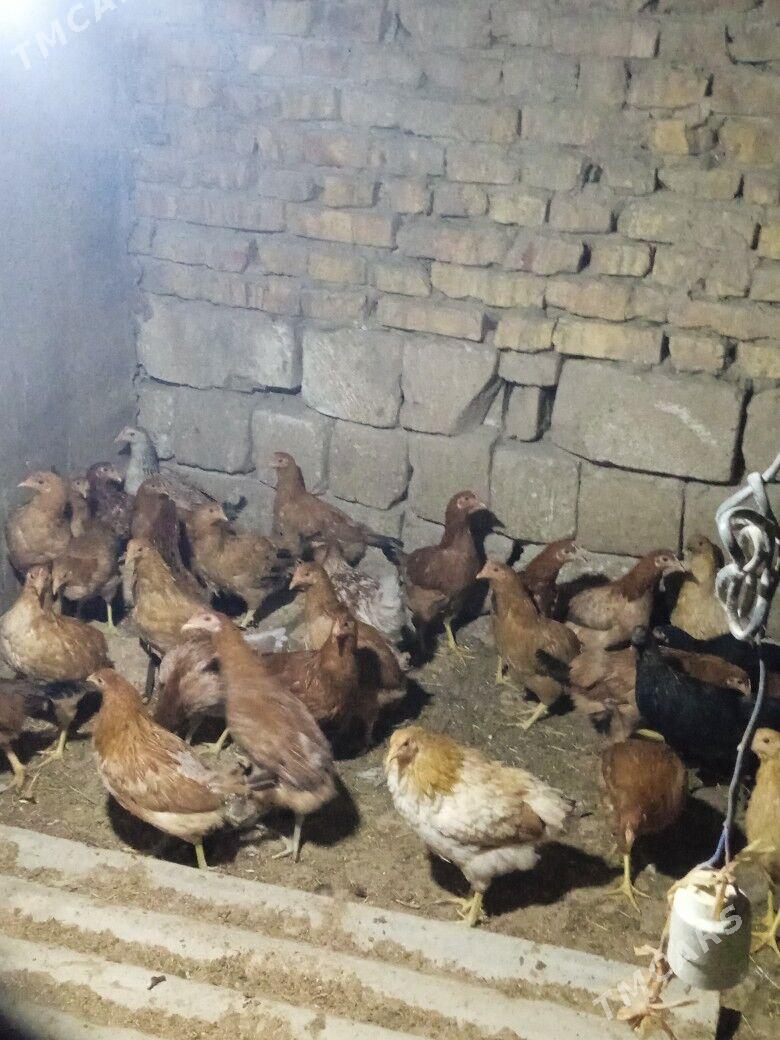 towuk - Тагтабазар - img 3